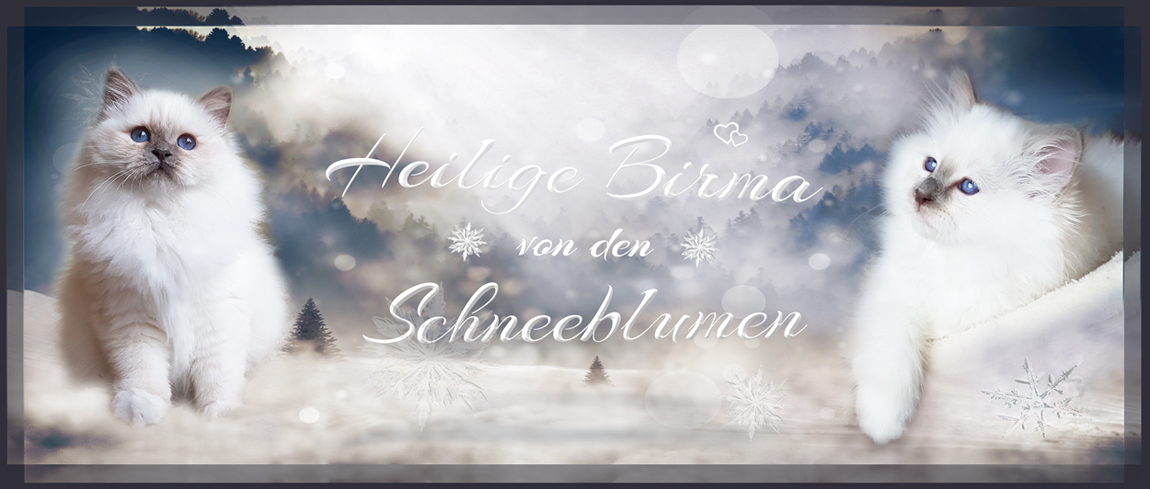 HP 2019 schneeblume banner kl1