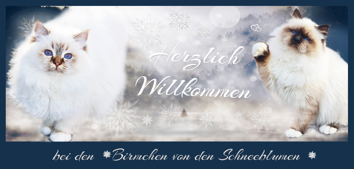 homepage schneeblume 2022 23 banner neu kl